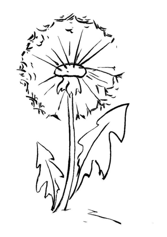 Одуванчик раскраска
