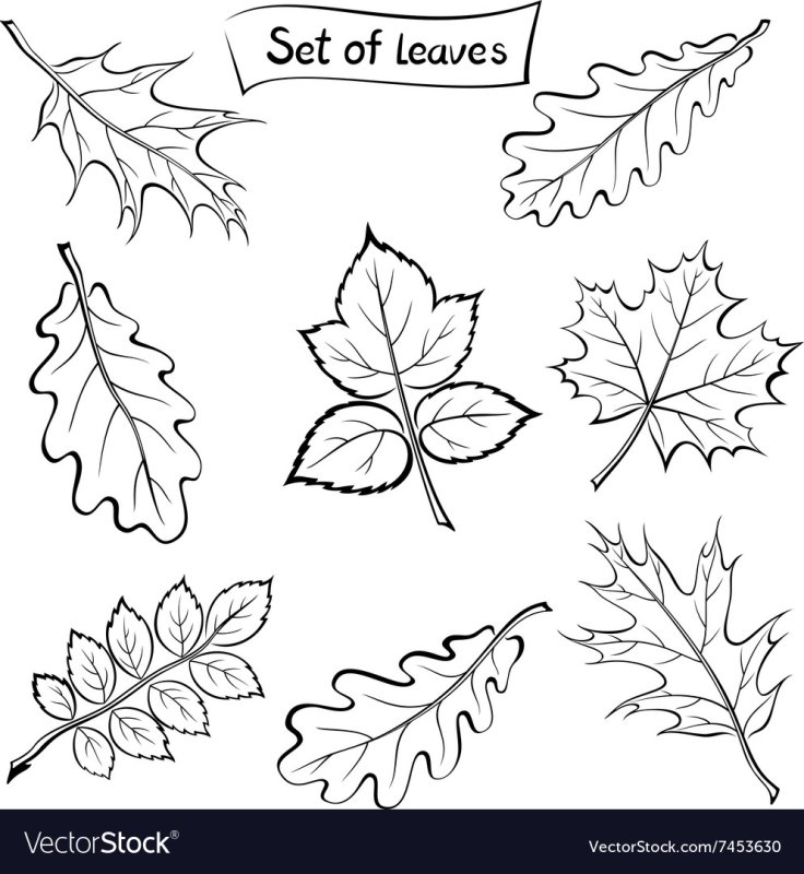 Дубовый лист трафарет