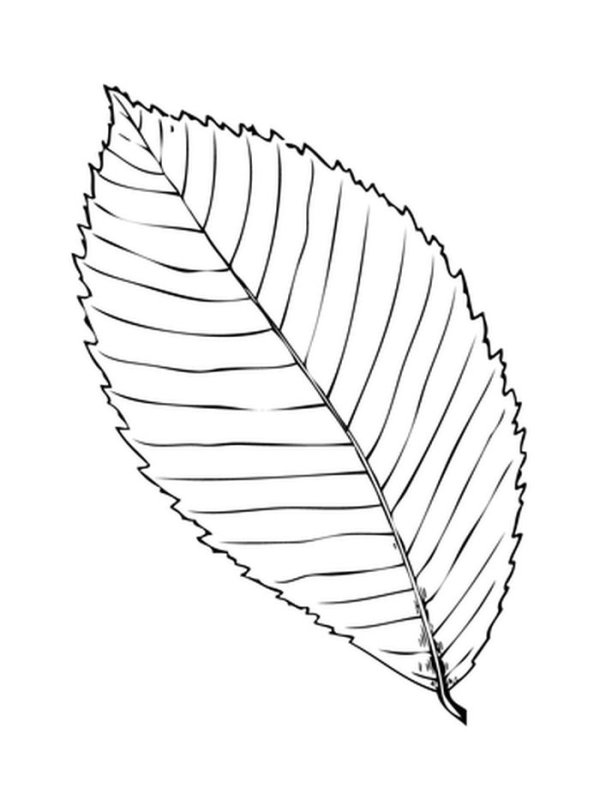 Листья деревьев раскраска