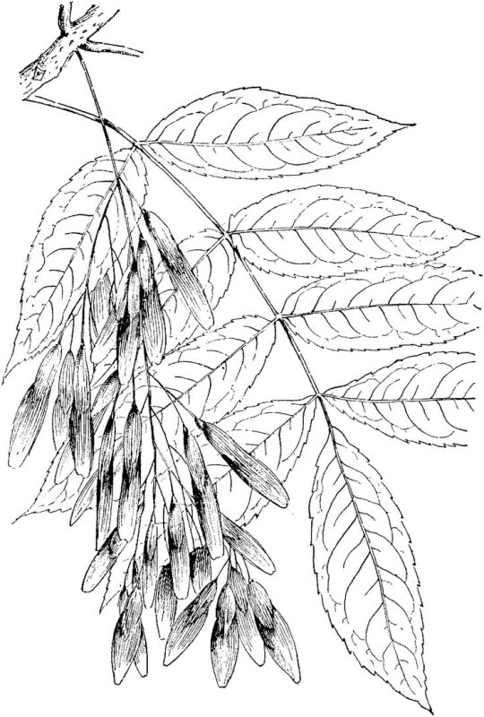 Ясень раскраска