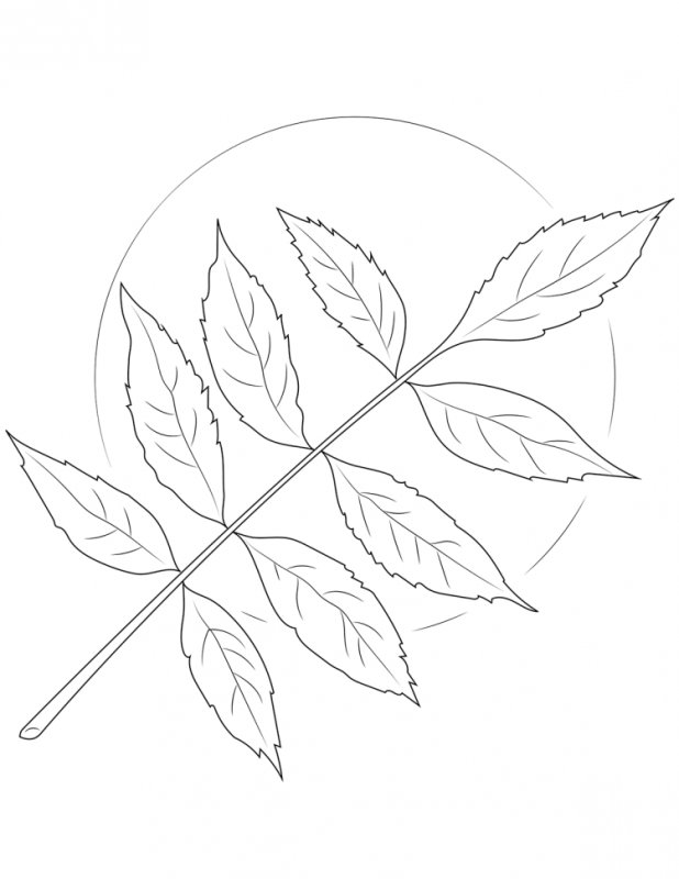 Лист рябины раскраска для детей