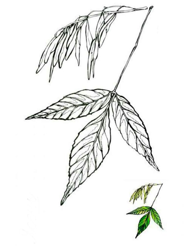 Листья деревьев раскраска