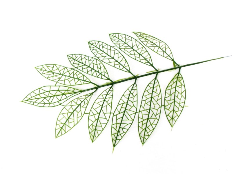 Рябиновый лист рисунок