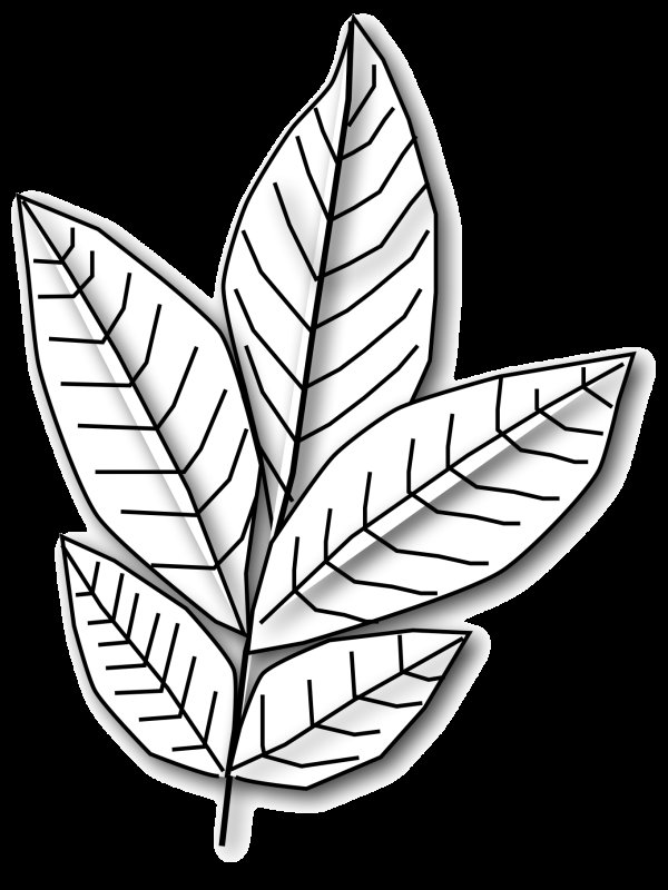 Листочки раскраска