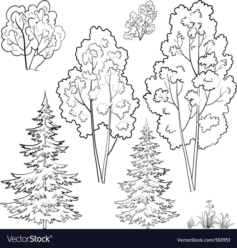 Раскраска деревья в лесу