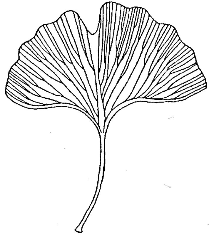 Гинкго двулопастный жилкование