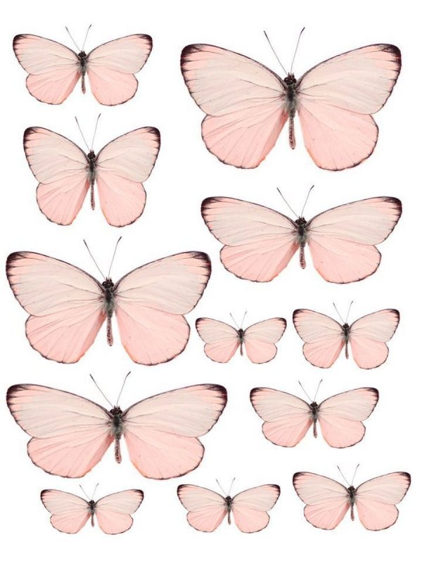 Макет бабочки розовые