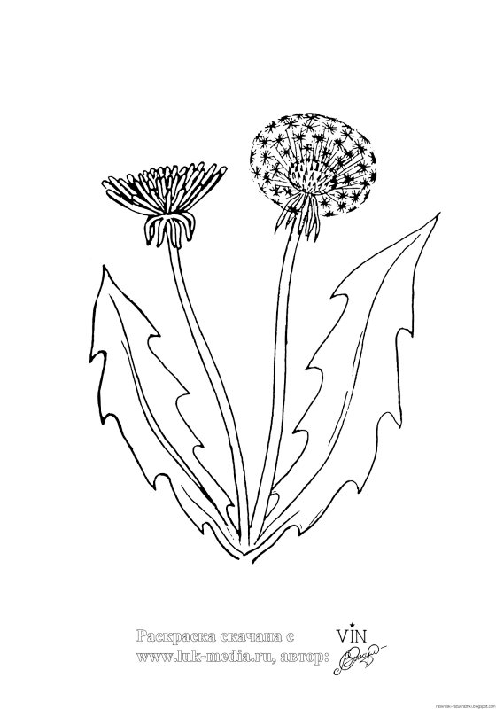 Рисунок одуванчика для раскрашивания