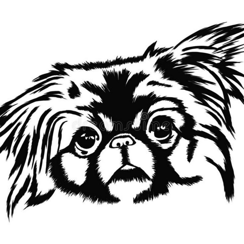 Пекинес раскраска