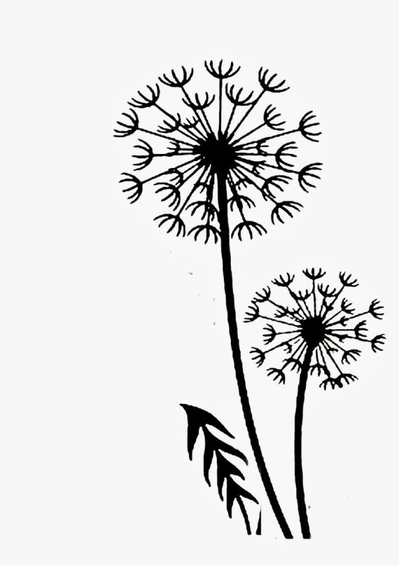 Одуванчик рисунок