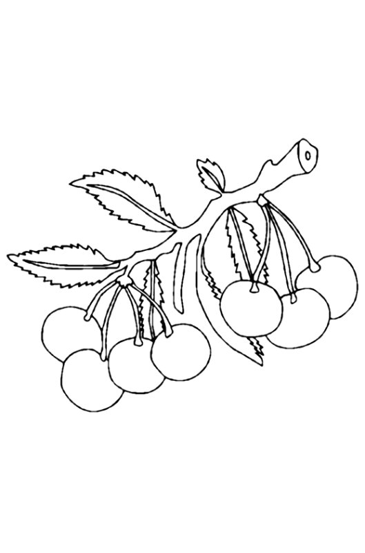 Вишня раскраска для детей
