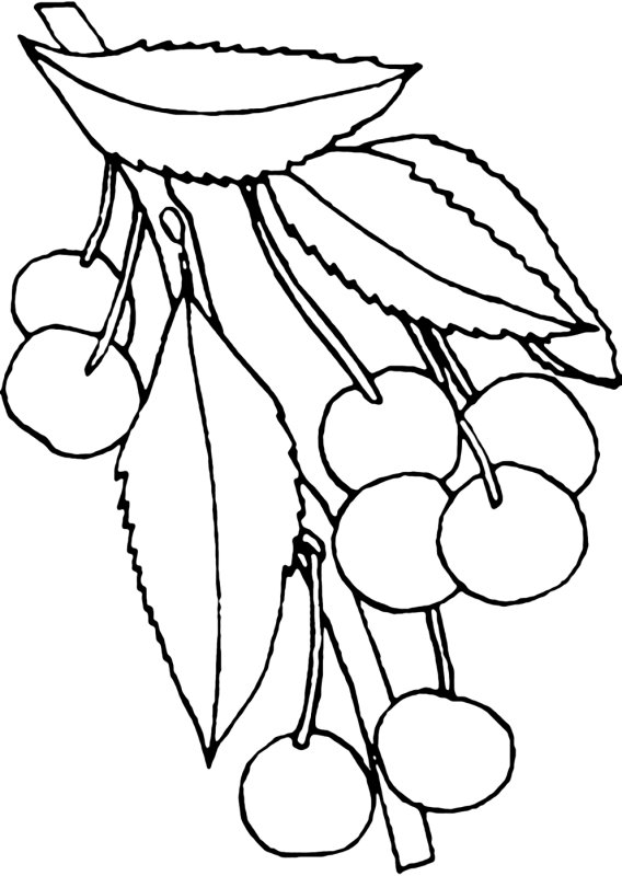 Раскраска черешня
