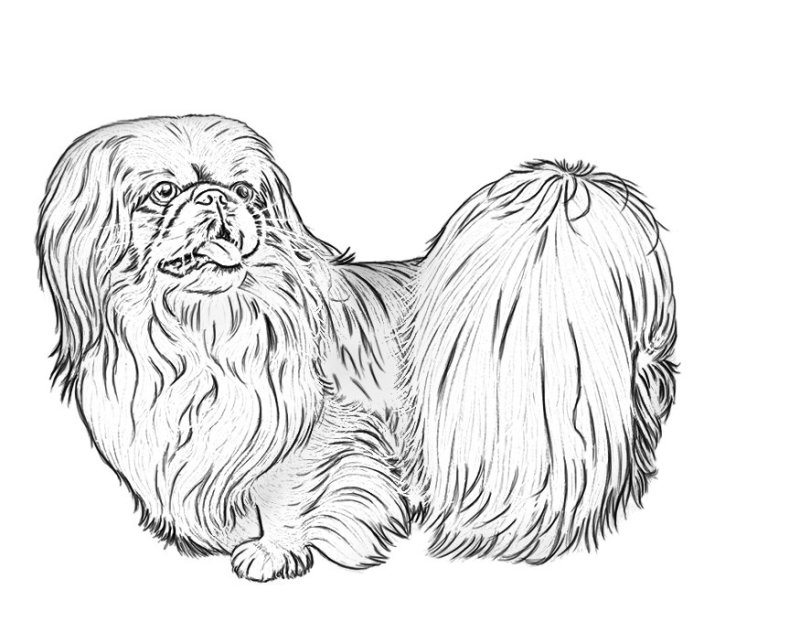 Пекинес раскраска