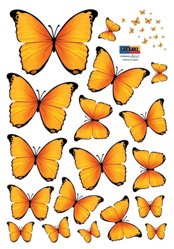 Бабочки разных размеров