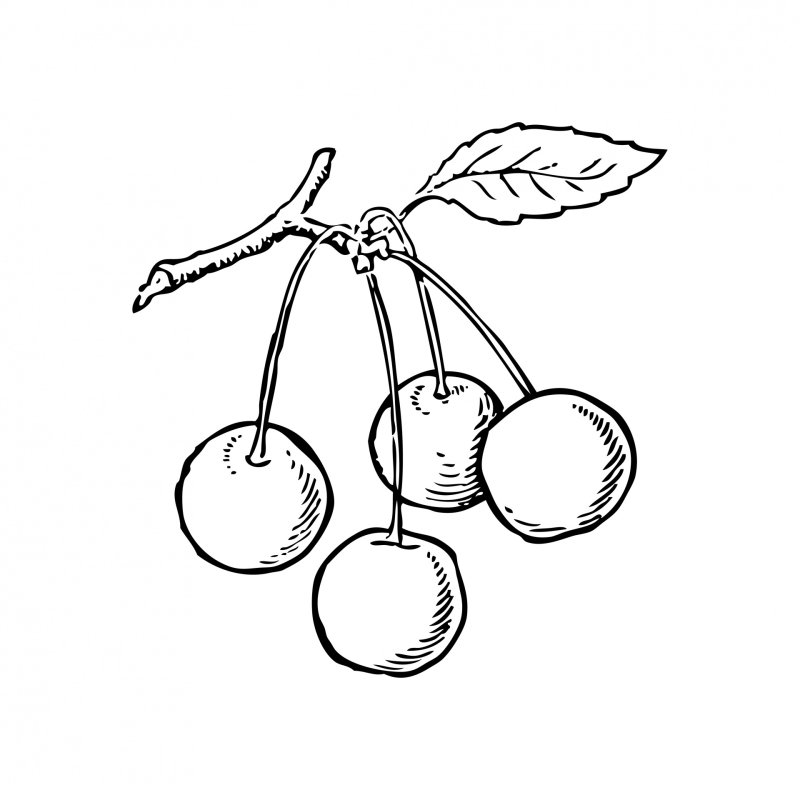 Черешня раскраска для детей