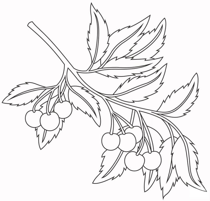 Веточка вишни раскраска