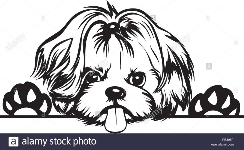 Пекинес раскраска