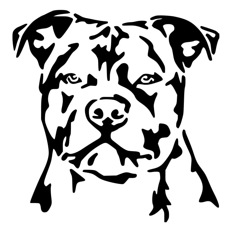 Американский стаффордширский бультерьер