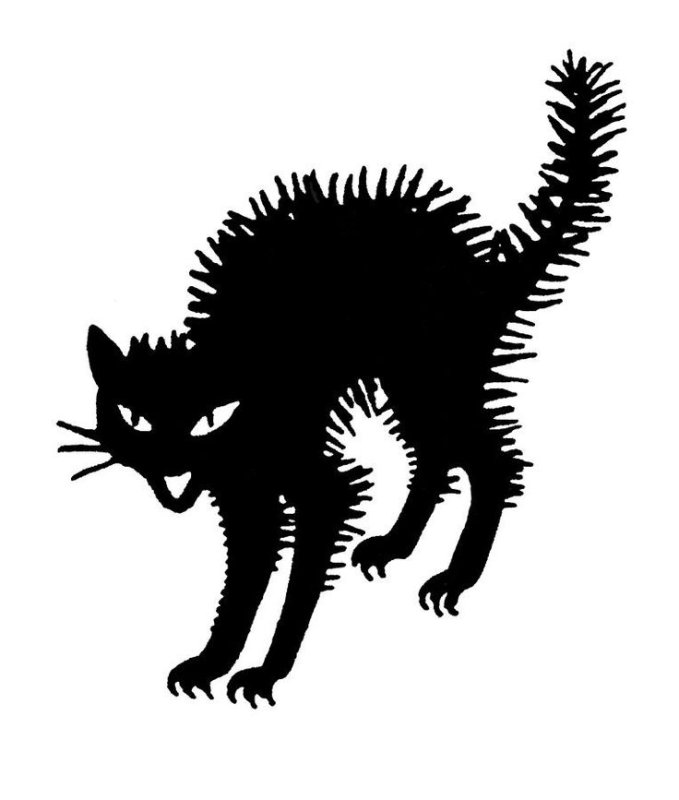 Кот шерсть дыбом