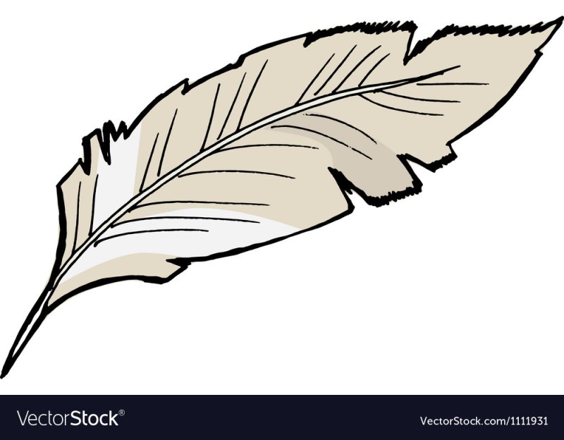 Очертания пера