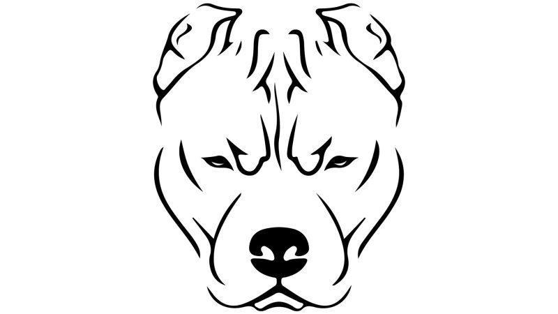 Кане Корсо и амстафф