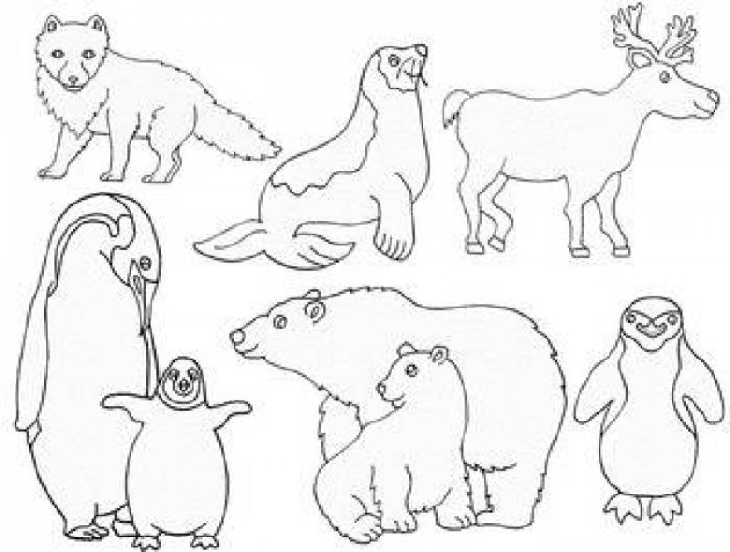 Животные севера раскраска для детей