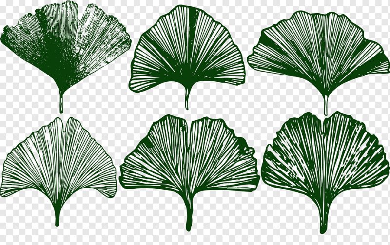 Гинкго билоба вектор