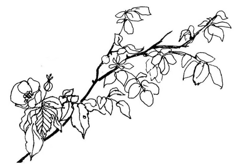 Ветка раскраска для детей