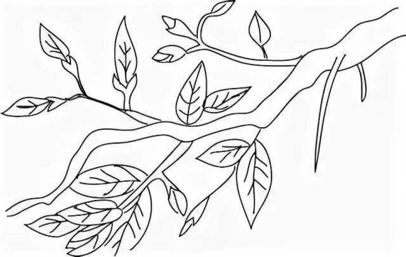 Ветка с листьями раскраска