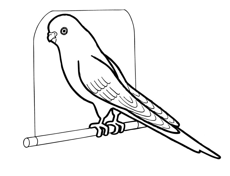 Птицы. Раскраска