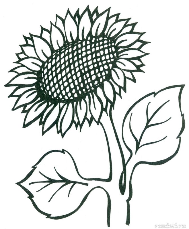 Подсолнух раскраска для детей