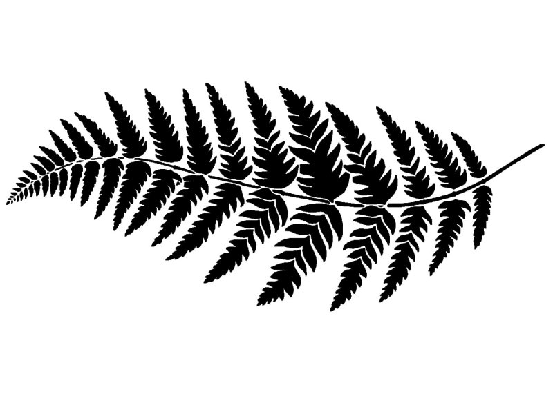 Папоротник СВГ