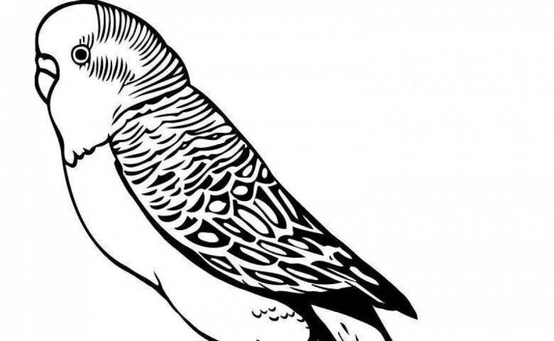Волнистый попугай раскраска