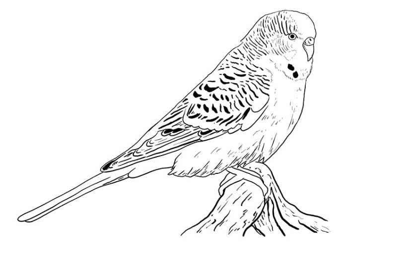 Волнистый попугай карандашом