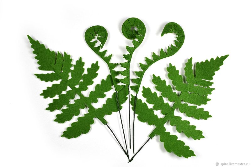 Листок папоротника