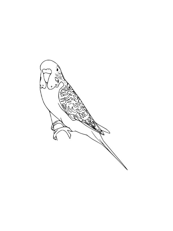 Волнистый попугайчик раскраска