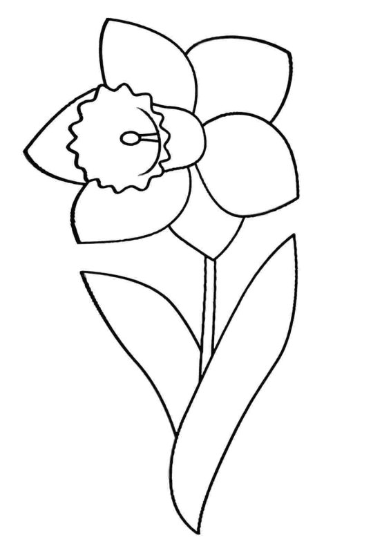Раскраска Нарцисс цветок