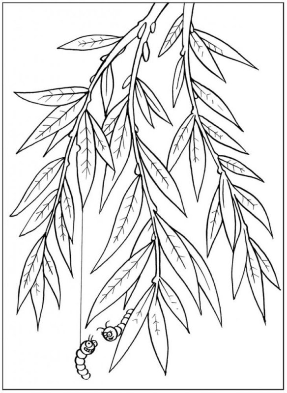 Раскраска листьев ивы