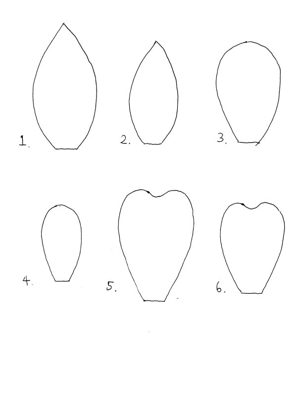 Лепестки для бумажных цветов