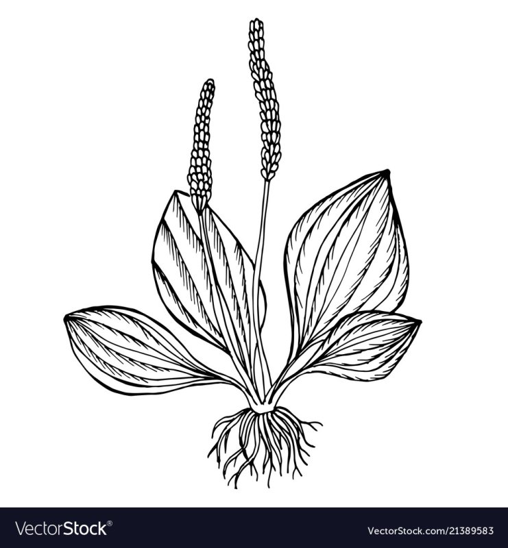 Подорожник разукрашка