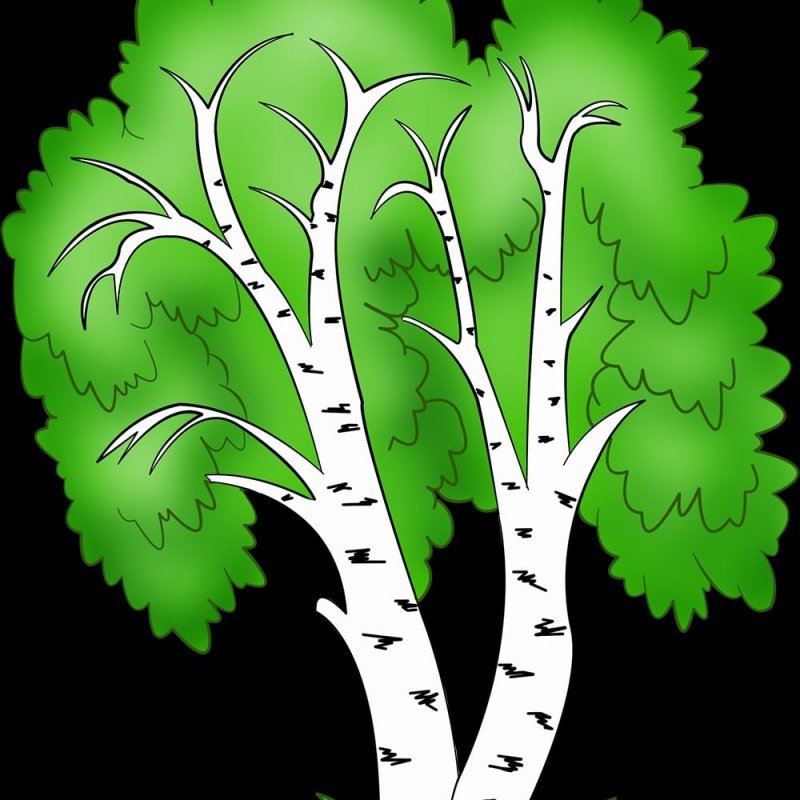 Березы мультяшные
