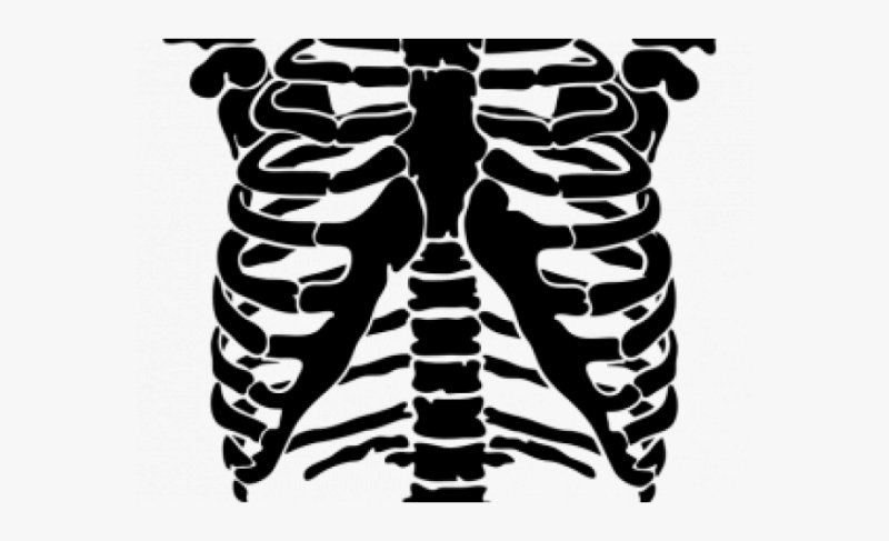 Грудная клетка