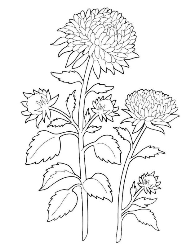 Хризантема Астра бархатцы чб
