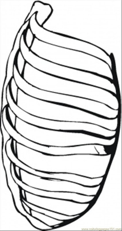 Кости Кощея грудная клетка