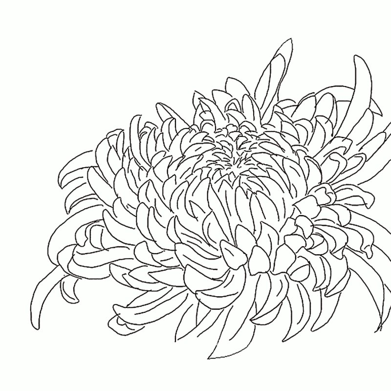 Хризантема Астра бархатцы чб