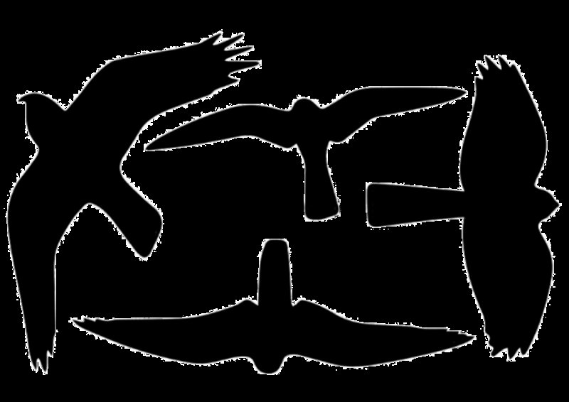 Силуэт птицы в полете