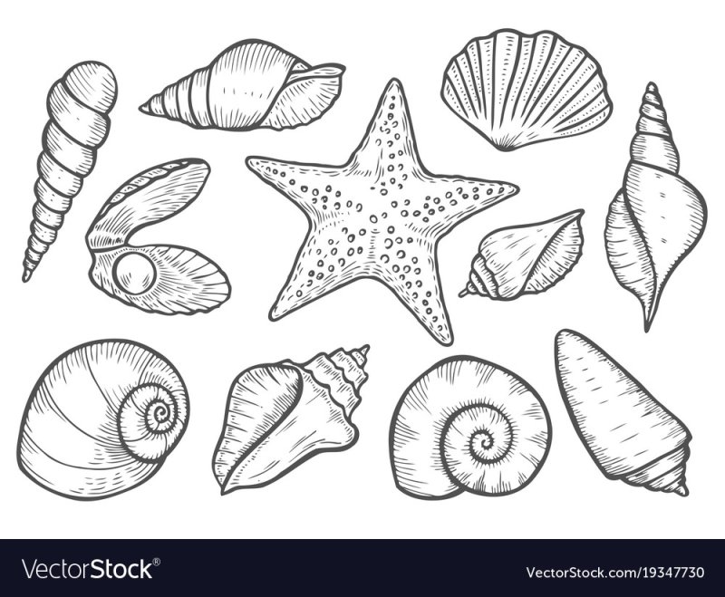 Трафарет морской ракушки
