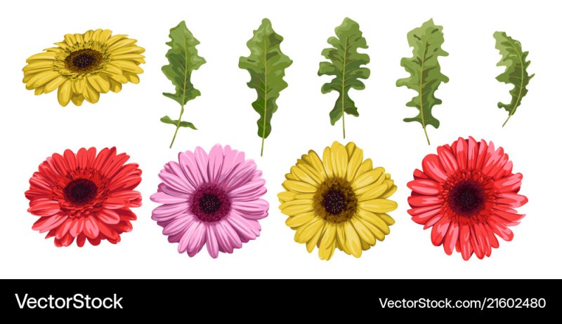 Листок герберы