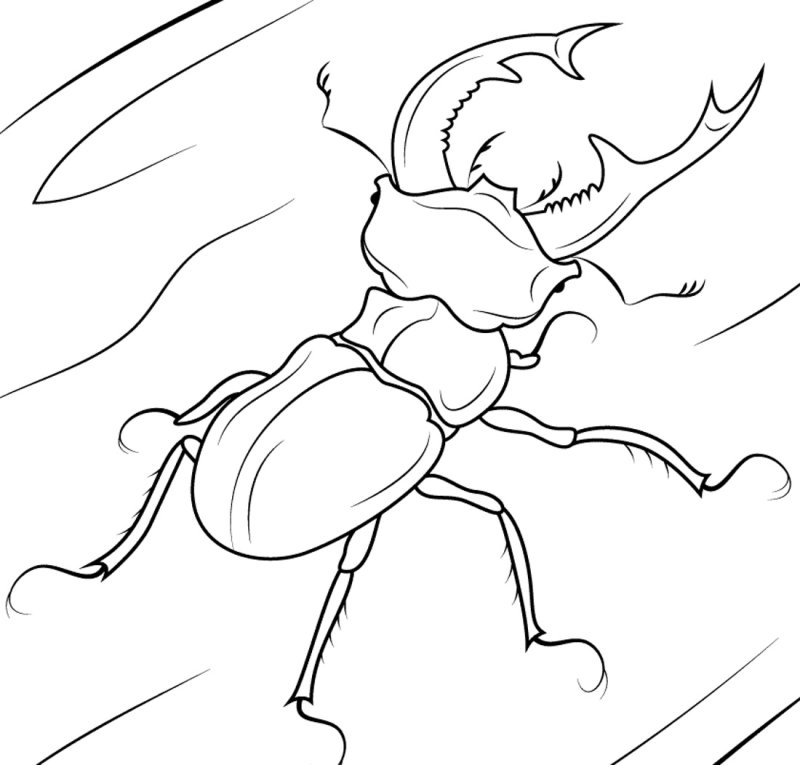 Жук Рогач и Жук олень