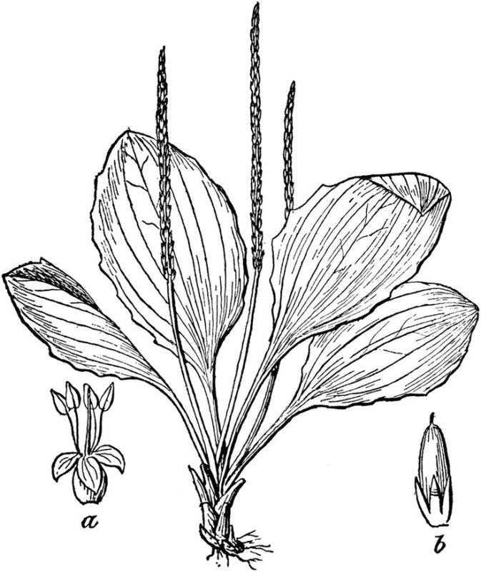 Рисунок подорожника для раскрашивания
